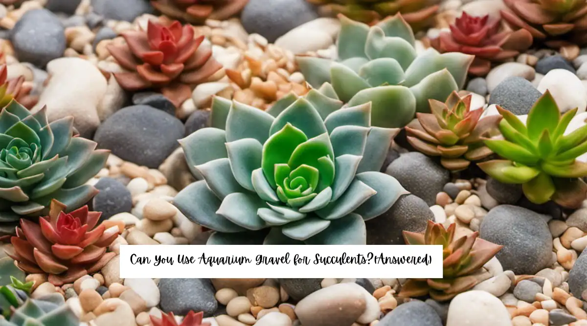 Can You Use Aquarium Gravel for Succulents?(Answered)