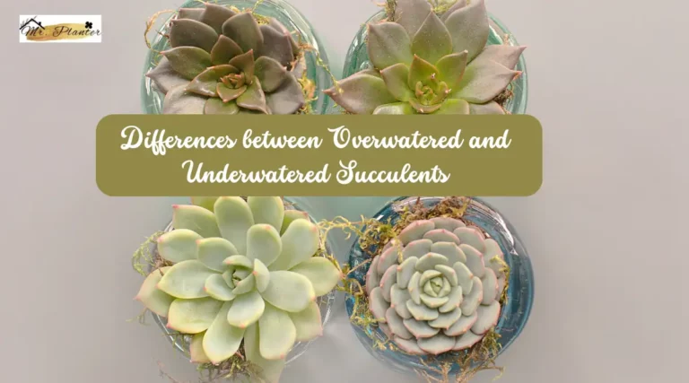 Differences between Overwatered and Underwatered Succulents