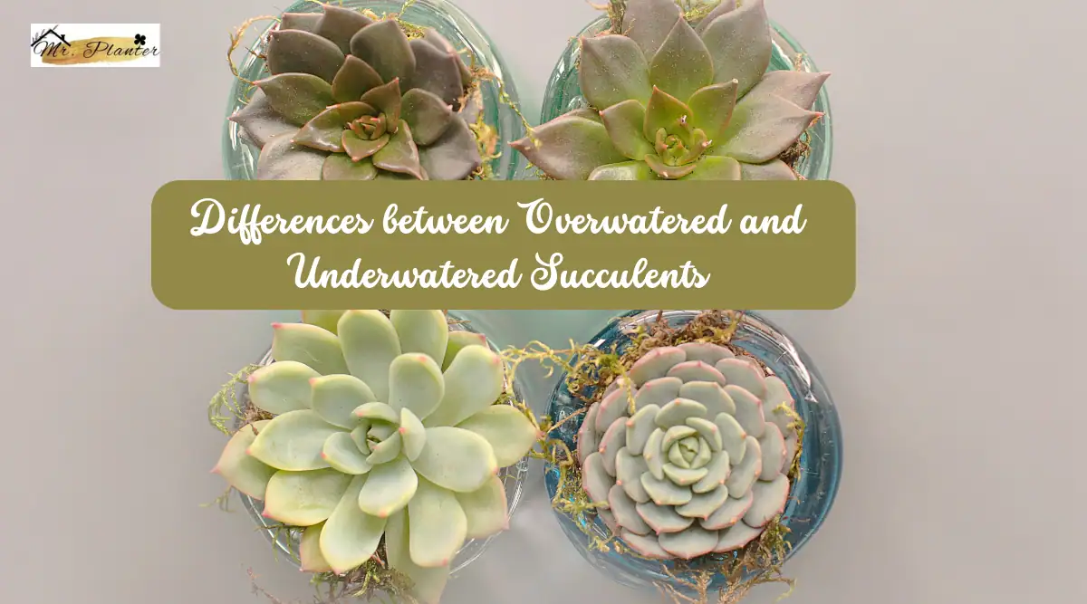 Overwatered vs Underwatered Succulent