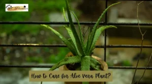 How to Care for Aloe Vera Plant