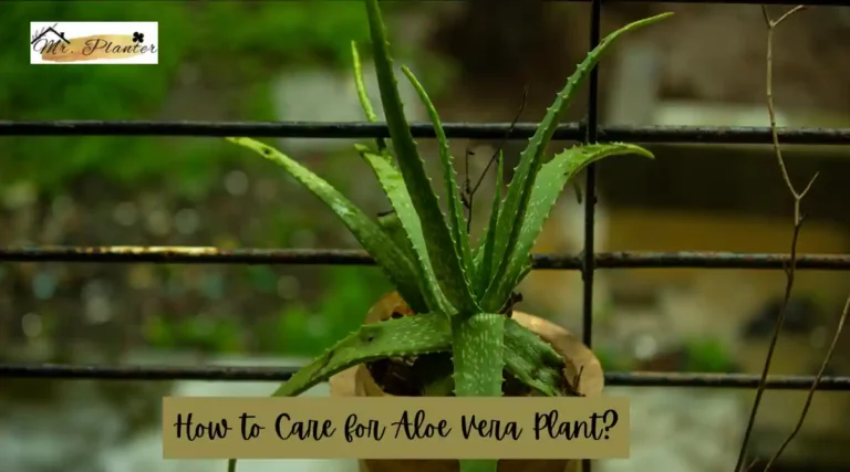 How to Care for Aloe Vera Plant