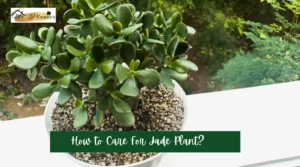 How to Care for Jade Plant