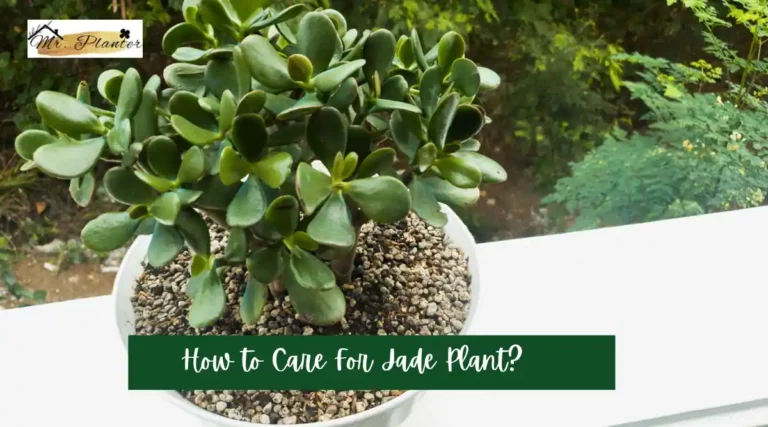 How to Care for Jade Plant