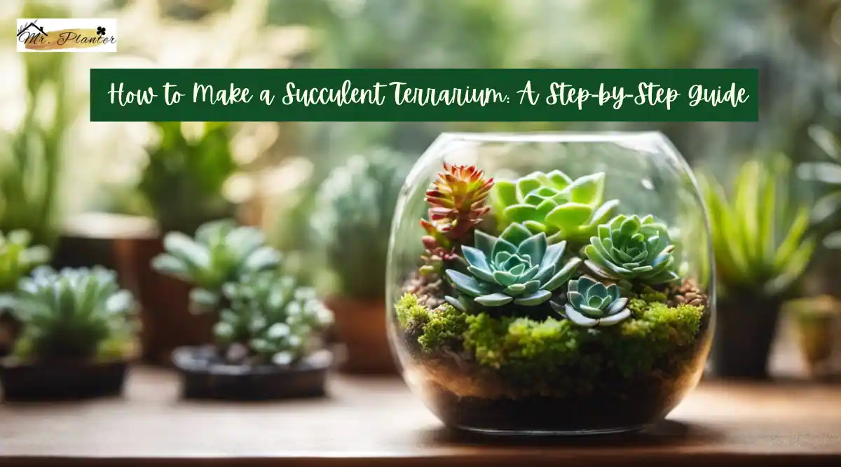 How to make a succulent terrarium