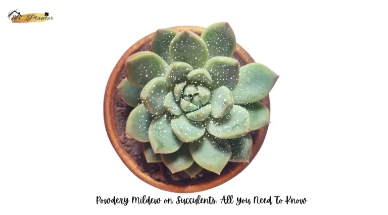 Powdery Mildew on Succulents