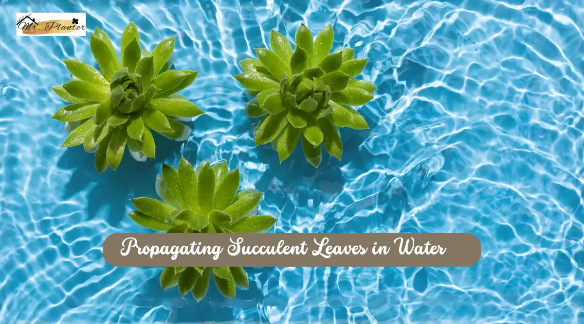 Propagating Succulent Leaves in Water