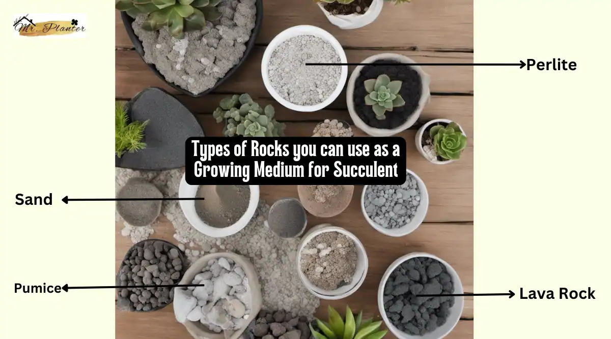 Types of Rocks you can use as a Growing Medium for Succulent