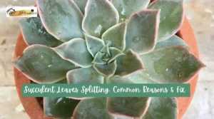 Succulent Leaves Splitting: Common Reasons & Fix Succulent Leaves Splitting