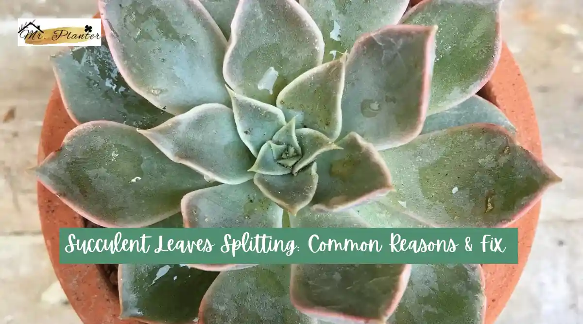 Succulent Leaves Splitting: Common Reasons & Fix