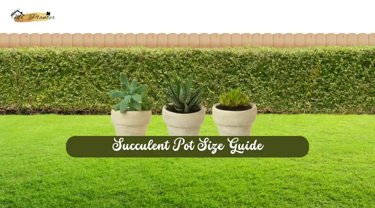 Succulent Pot Size