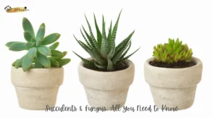 Succulents & Fungus