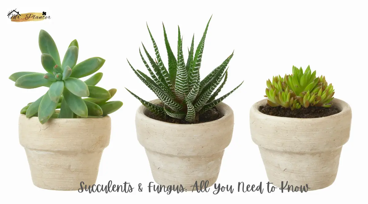 Succulents & Fungus: All You Need to Know