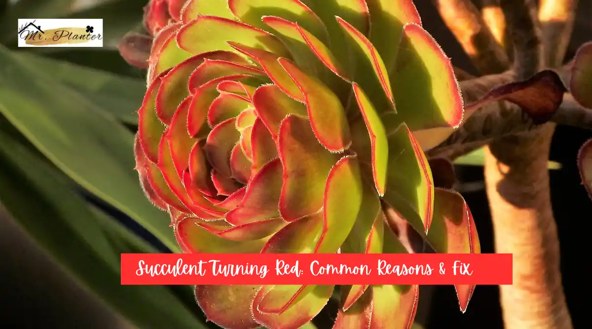 Succulent Turning Red: Common Reasons & Fix
