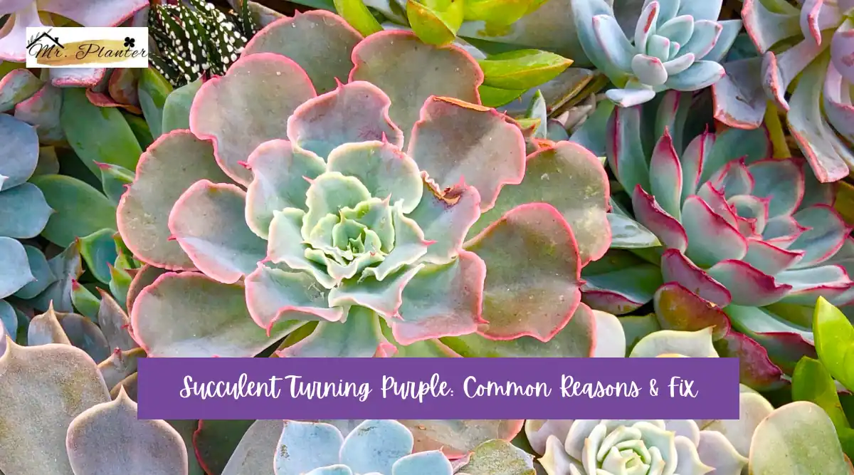 Succulent Turning Purple