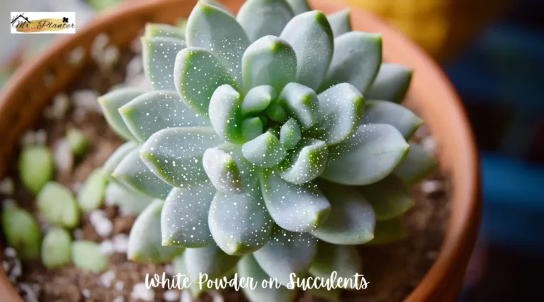 White Powder on Succulents