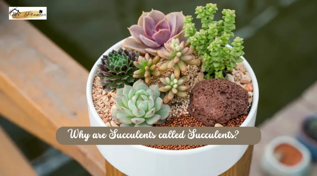Why are succulents called succulents