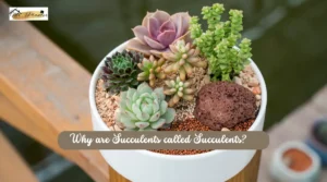 Why are succulents called succulents