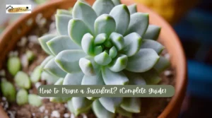 How to Prune a Succulent