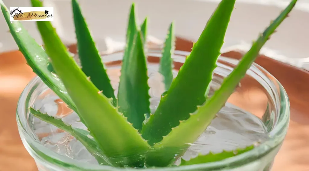 Aloe Vera plant growing in water, demonstrating the plant's adaptability in water