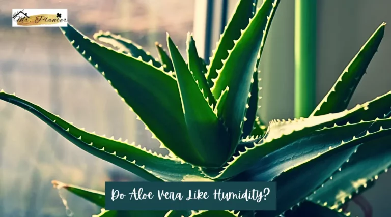 Do Aloe Vera Like Humidity