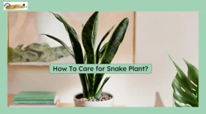 Close Up image of a Snake plant on a white planter