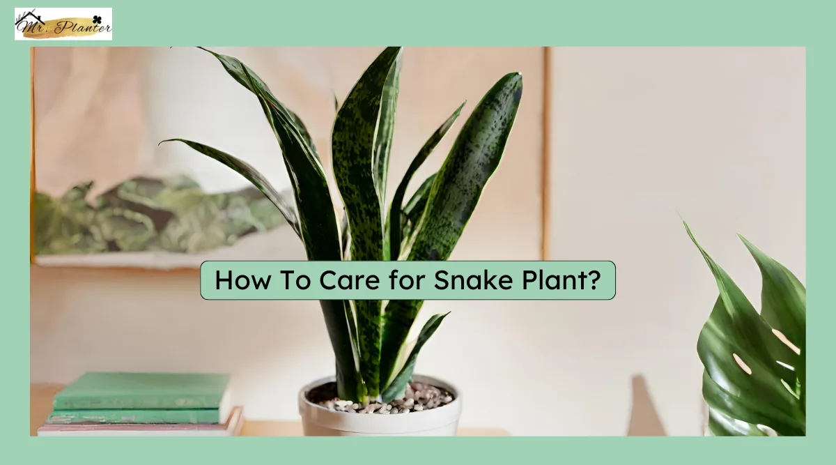 How to Care for Snake Plant: A Comprehensive Guide