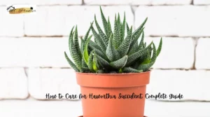 Close-up of Haworthia Succulent Plant in a pot