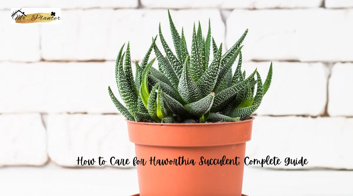 How to Care for Haworthia Succulent: Complete Guide