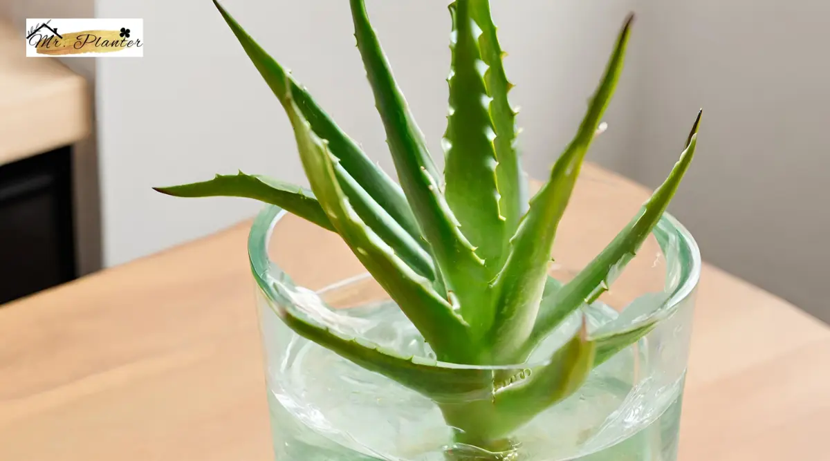 Using Glass Container as per your Aloe Vera Size