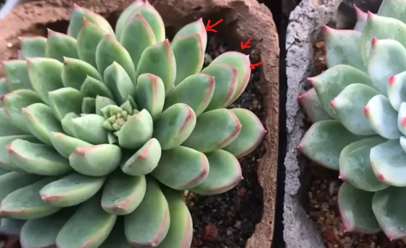 Pink color coming in sides of succulent