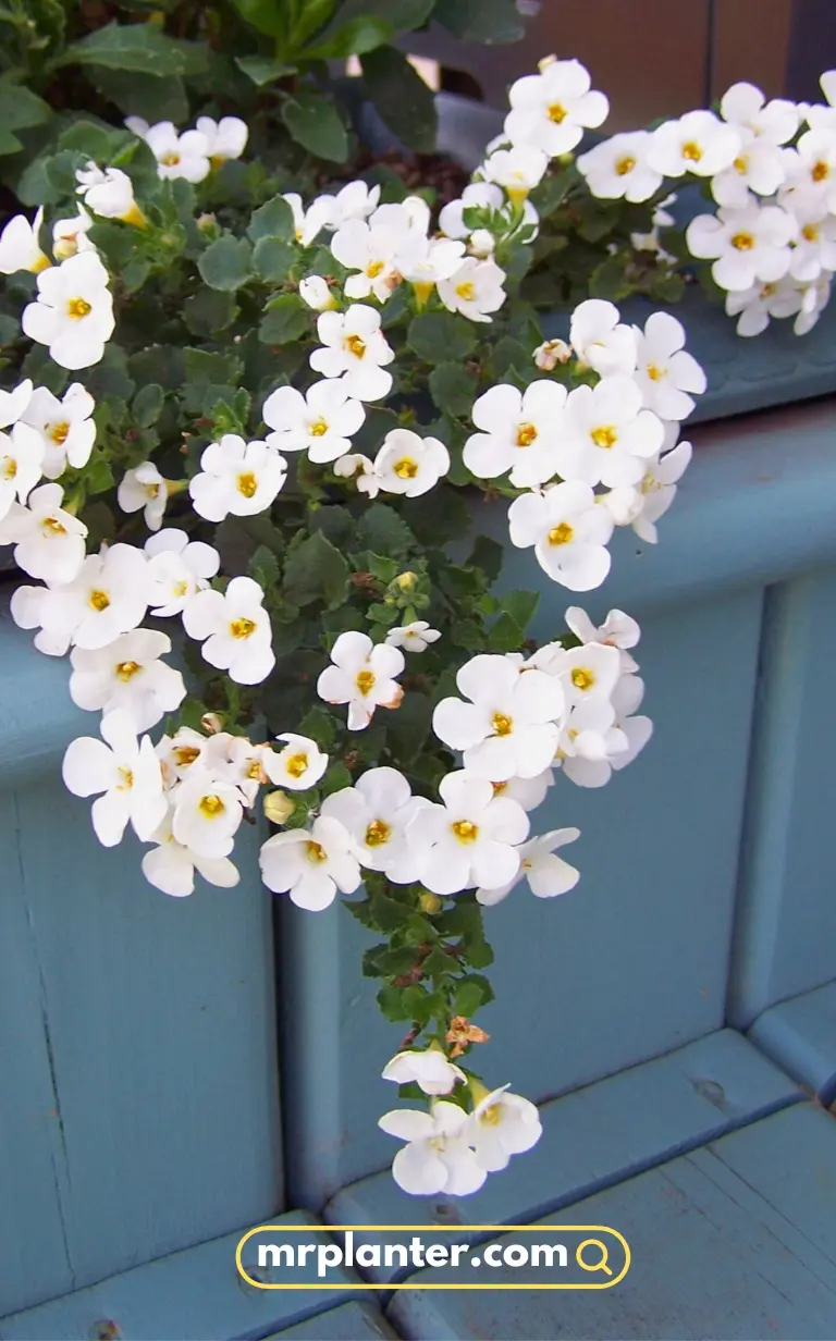 Bacopa