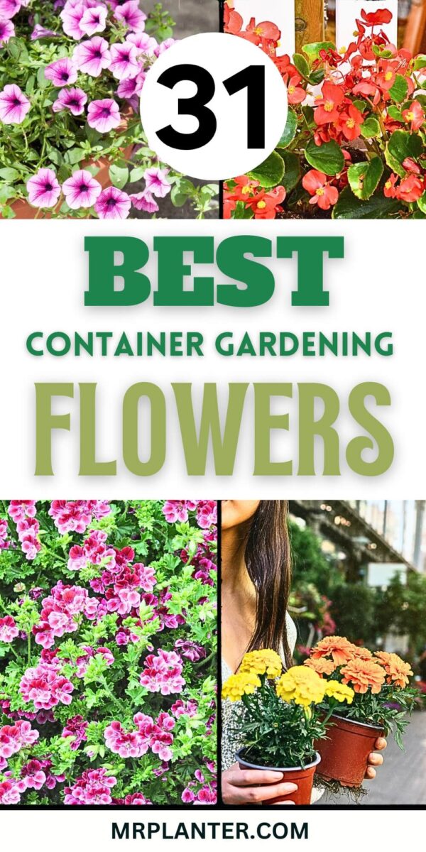 Container gardening flowers