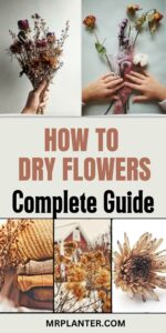 How to dry flowers