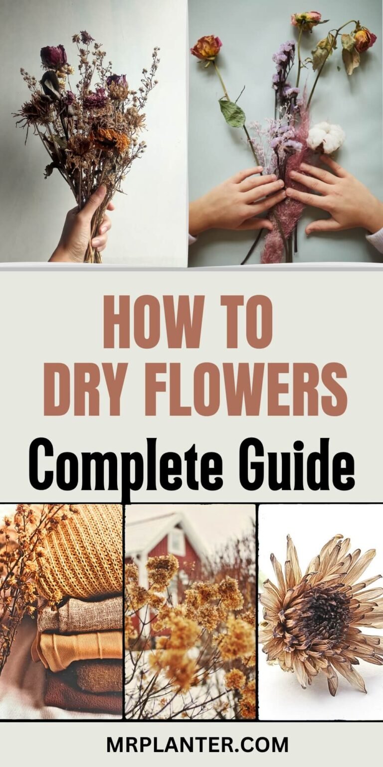 How to dry flowers