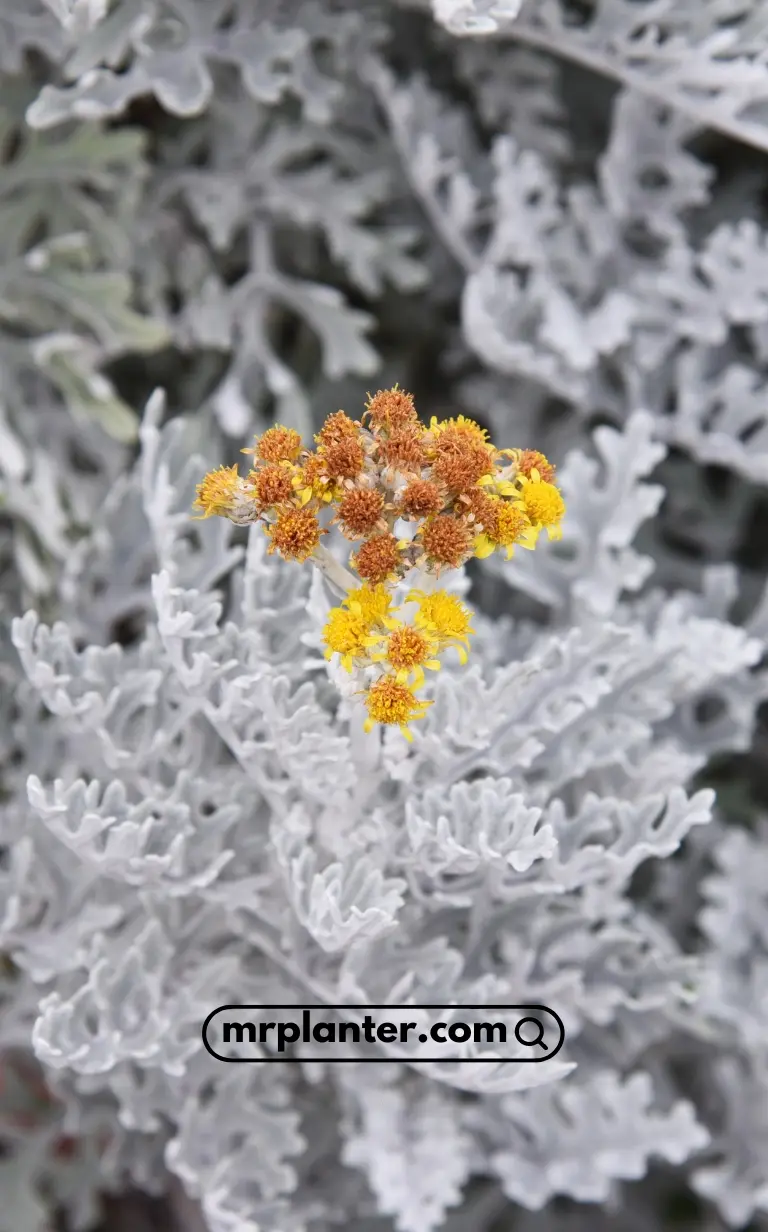 Dusty Miller