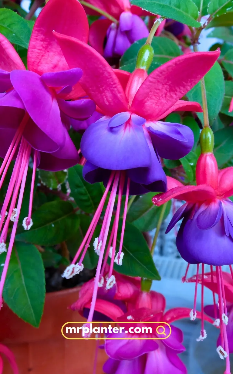 Fuchsias