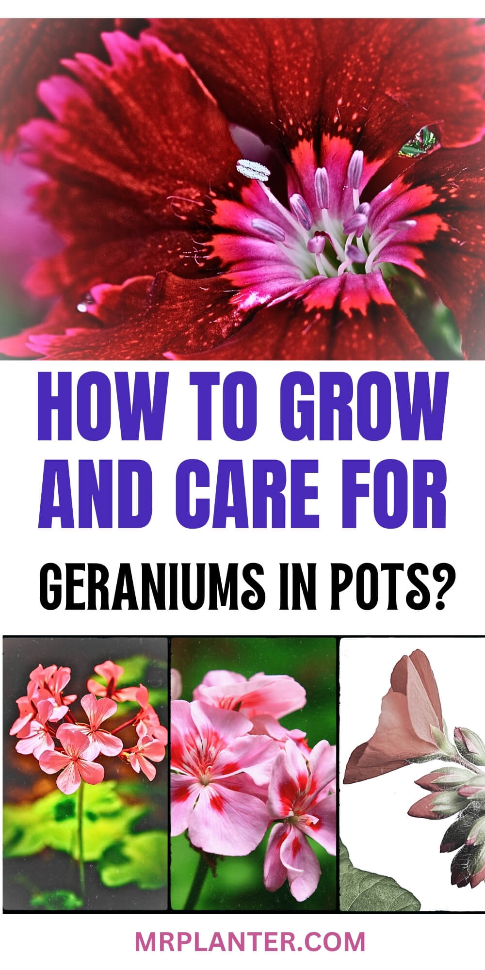 grow and care for geraniums in pots