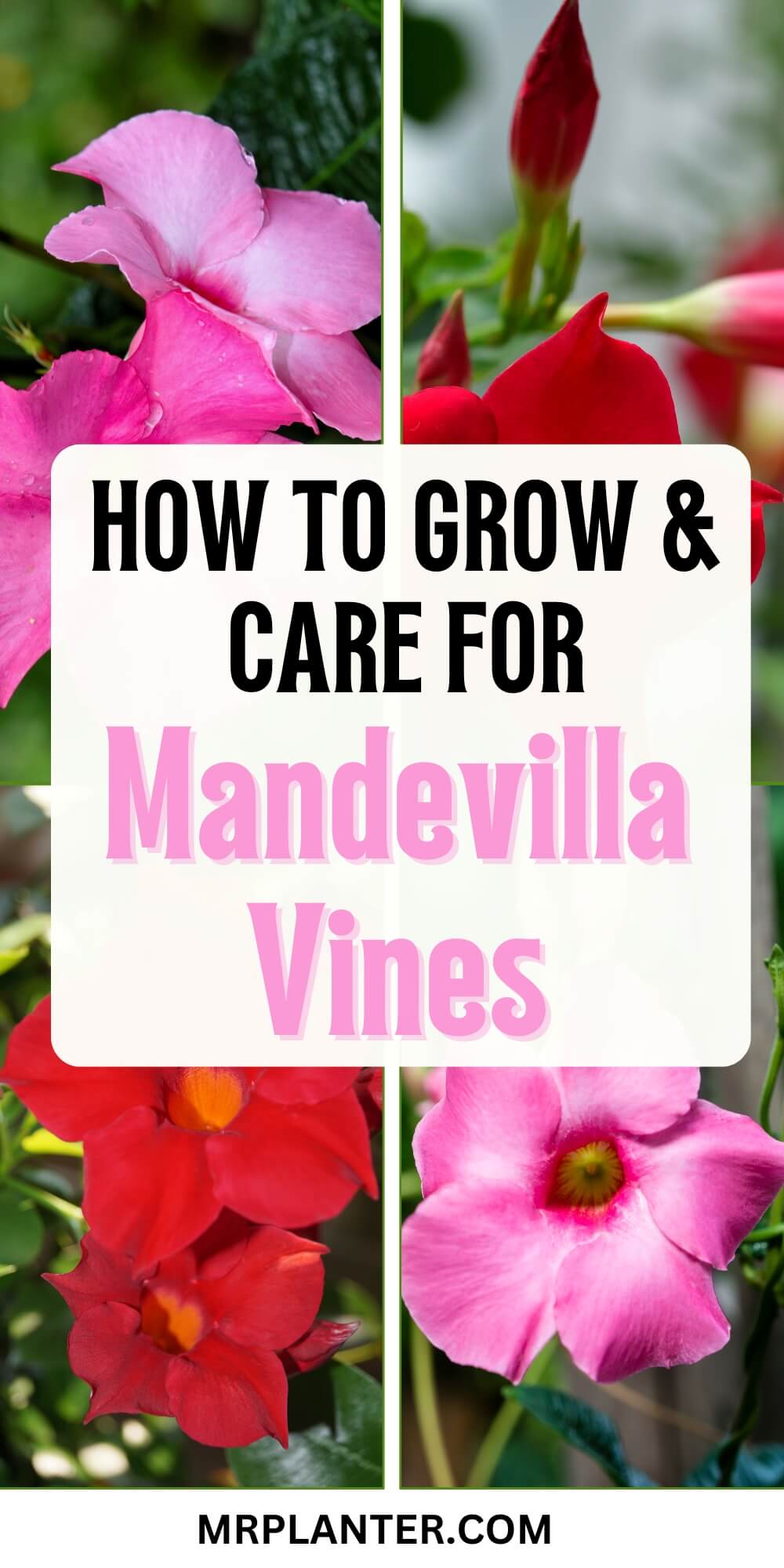 How to Grow and Care for Mandevilla Vine?