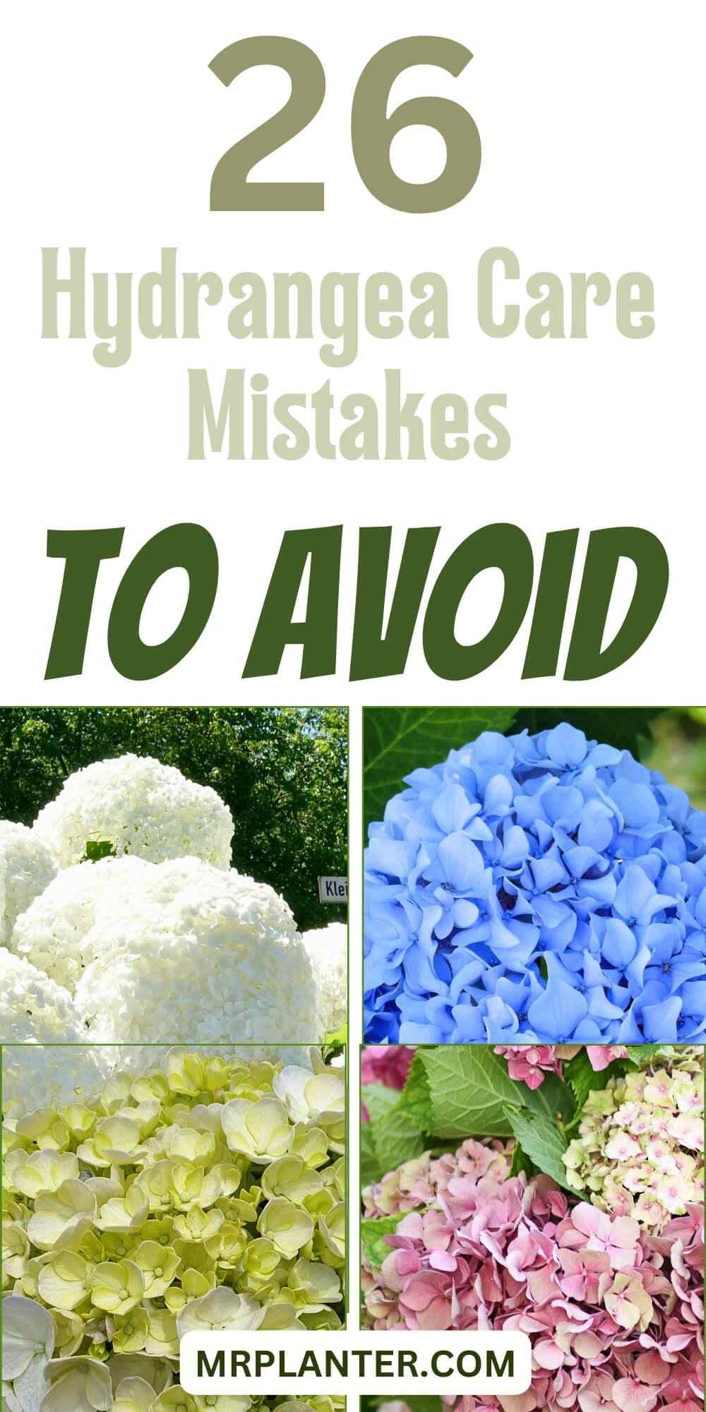 26 Mistakes You Should Never Make with Your Hydrangeas