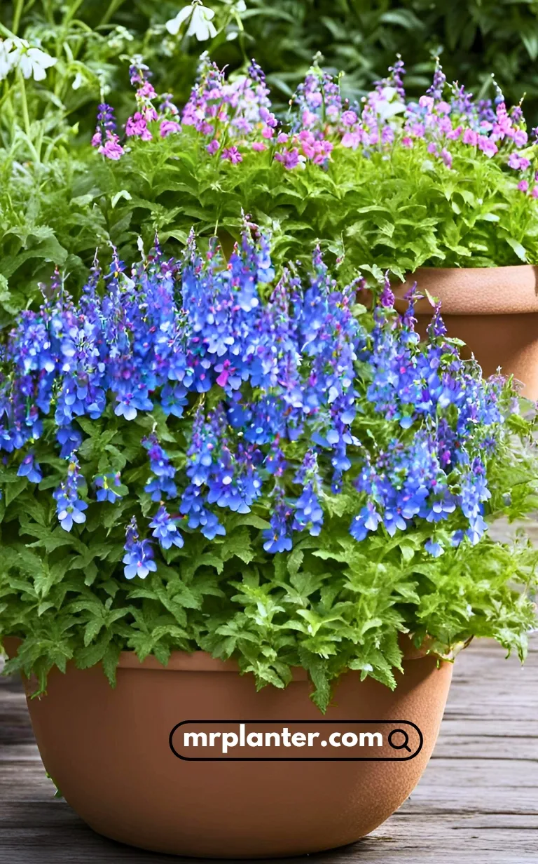 Lobelia