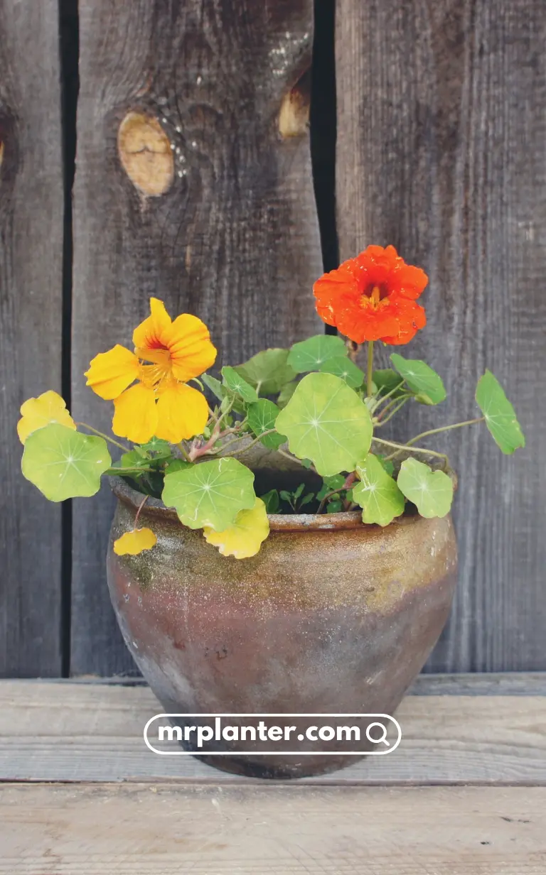 Nasturtiums