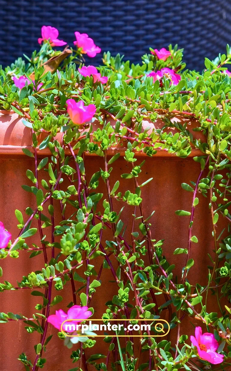 Portulaca