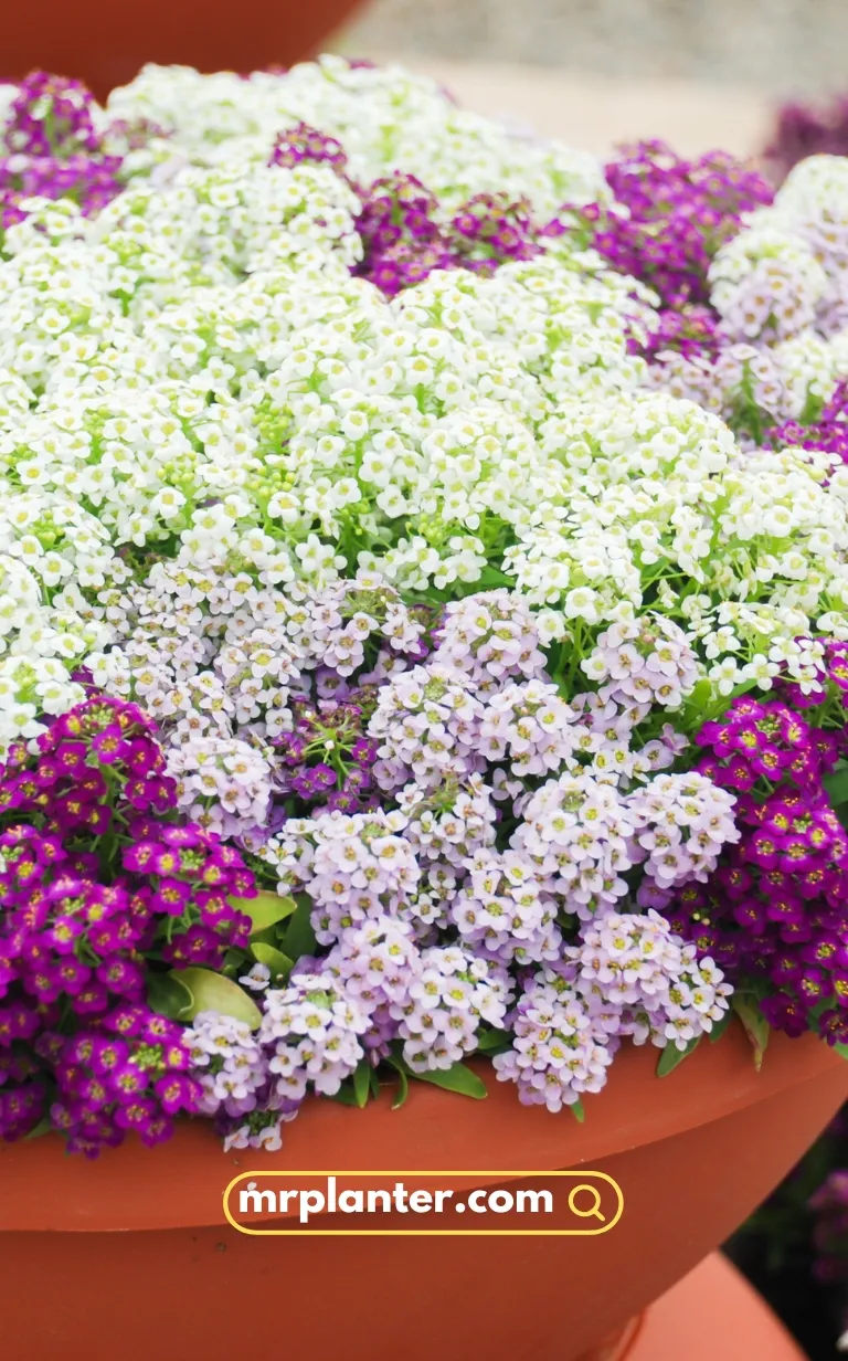 Sweet Alyssum