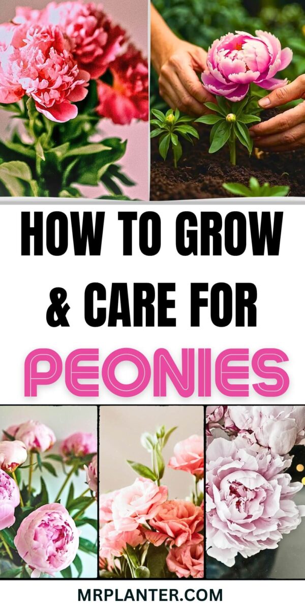 How to Grow & Care For Peonies