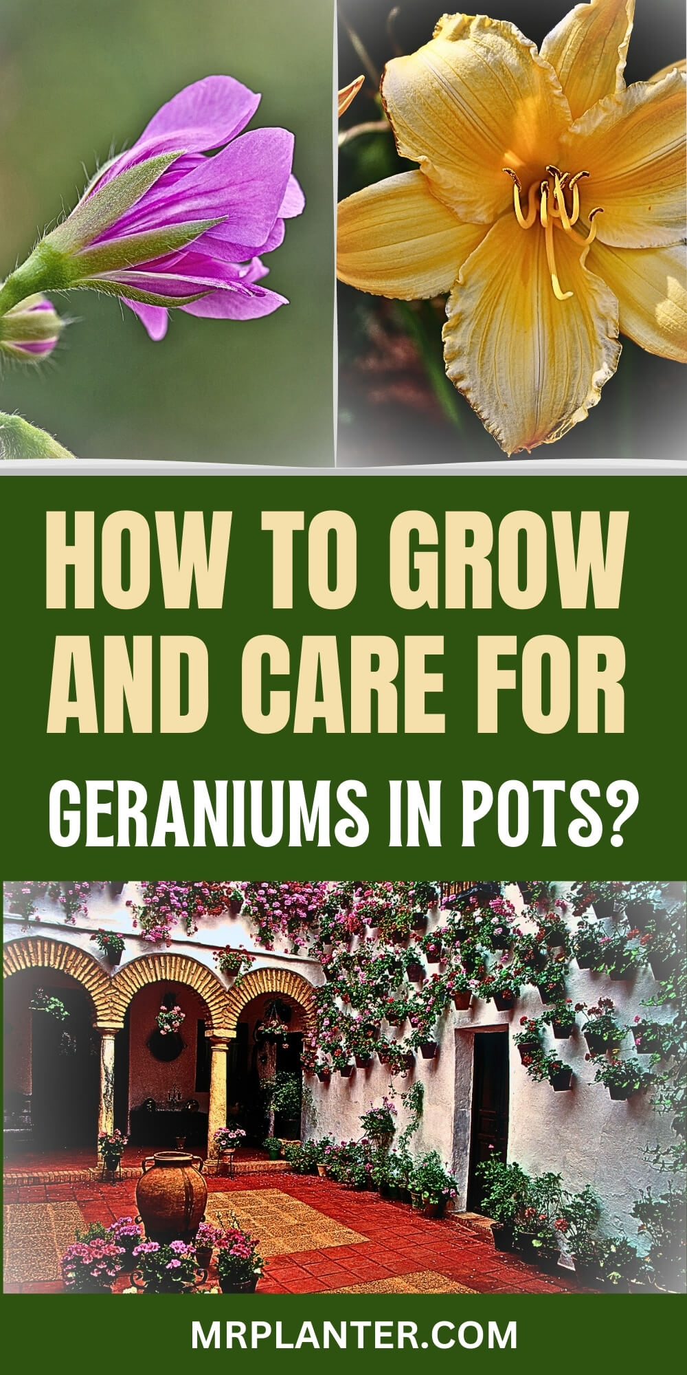 geranium growing pin