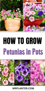 How to Grow Petunias in Pots: Tips and Tricks How to Grow Petunias in Pots