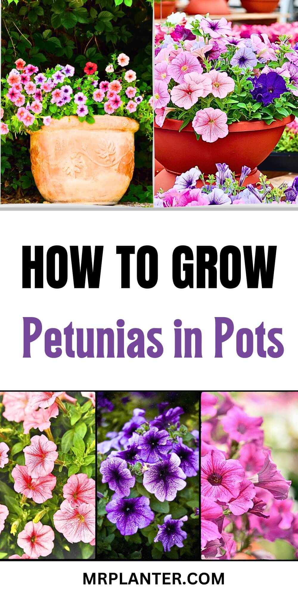 How to Grow Petunias in Pots
