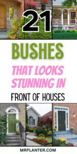 21 Bushes in Front of House for Stunning Curb Appeal low maintenance bushes