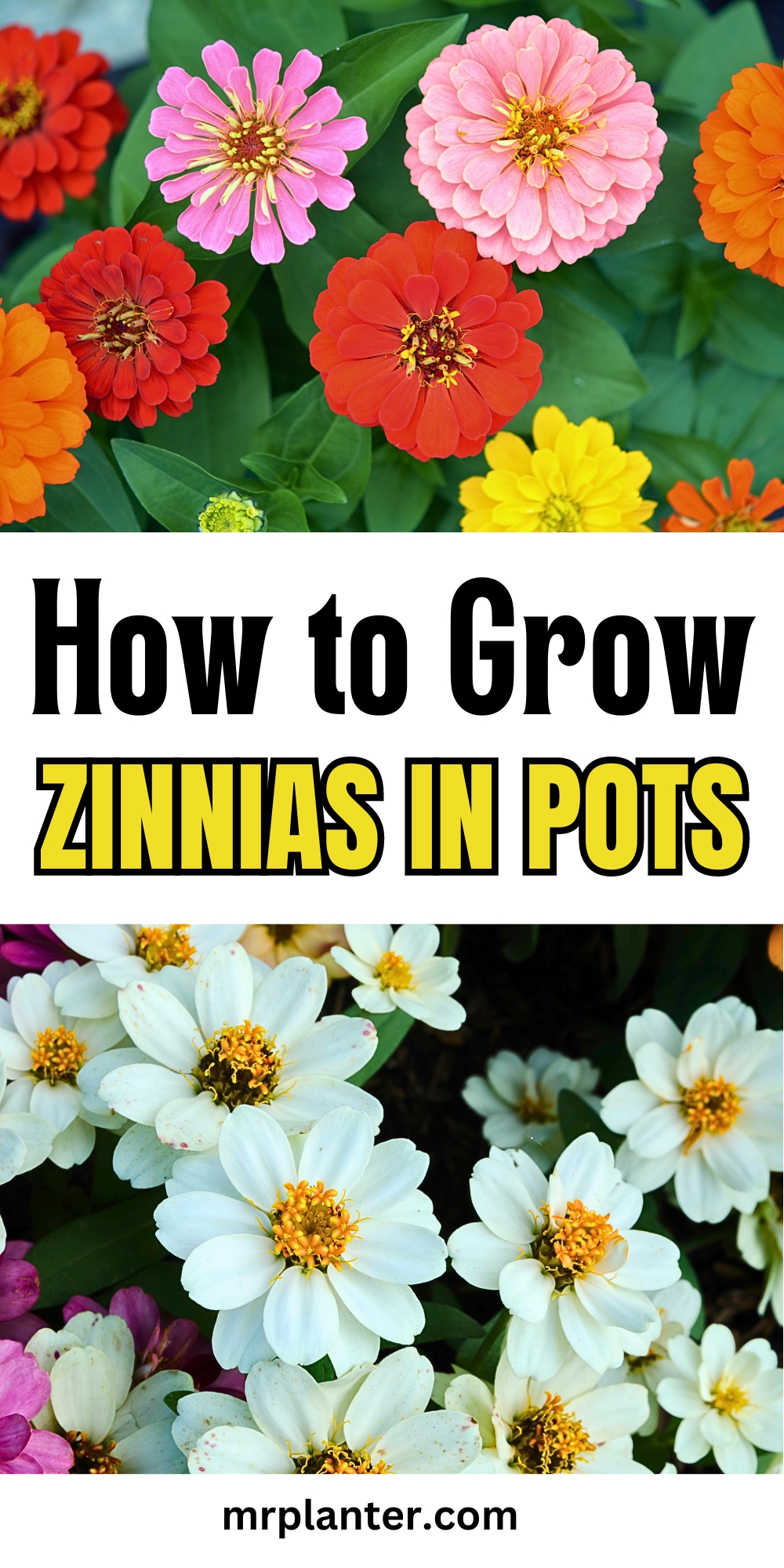 How to Grow Zinnias in Pots