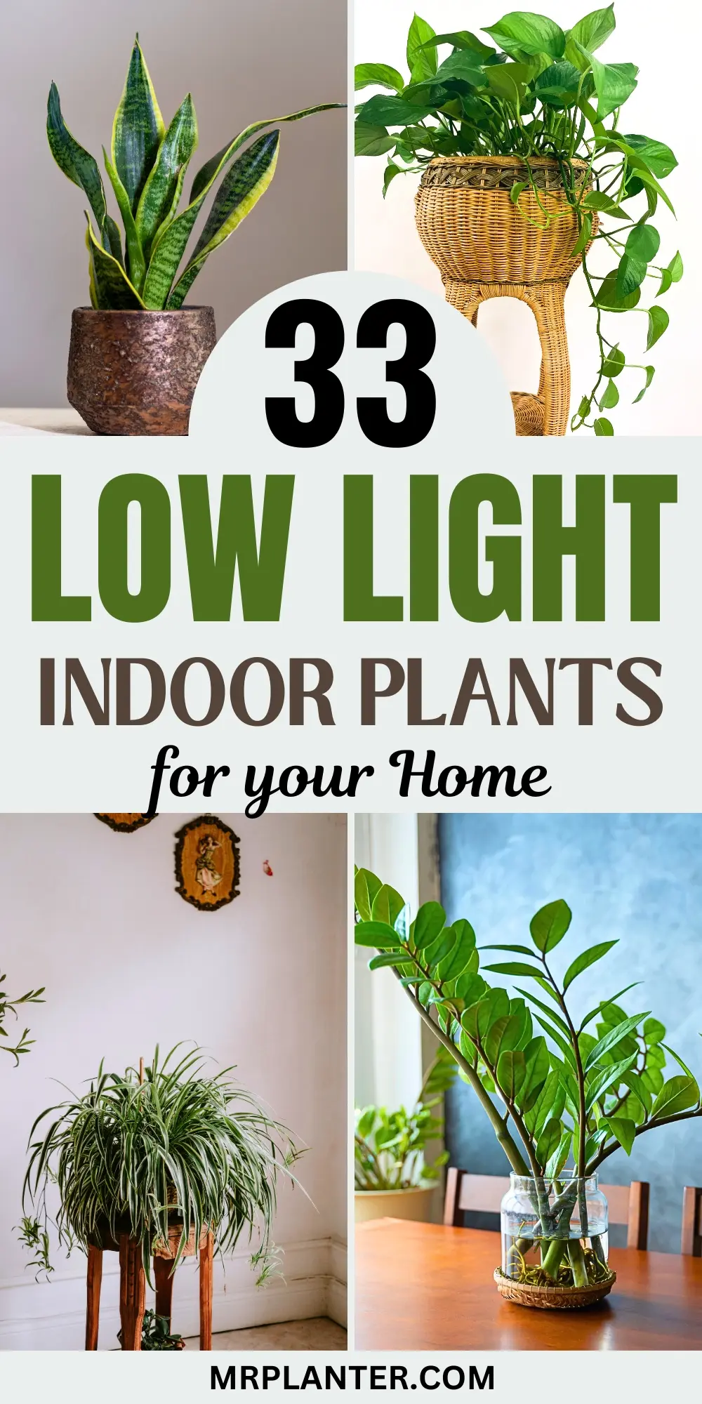 33 Low Light Indoor Plants for your Home